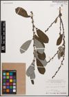 Foto von Salix cinerea L.